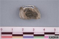 藏品(藤壺)的圖片